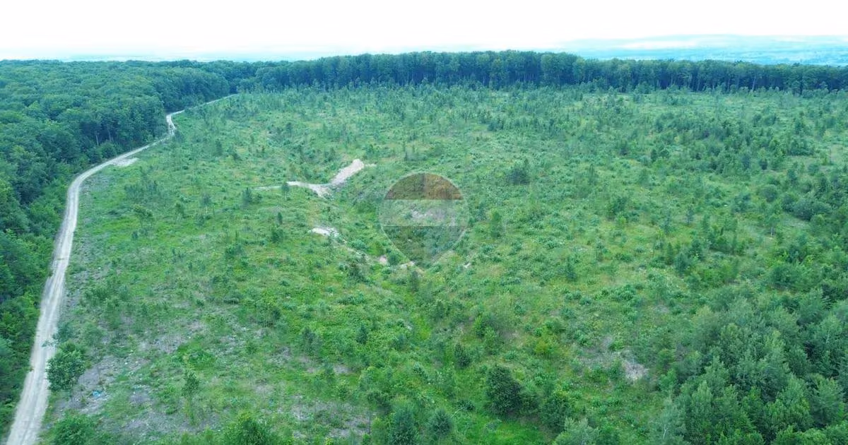 Teren agricol extravilan de vânzare de 95000 mp, în Șerbăuți