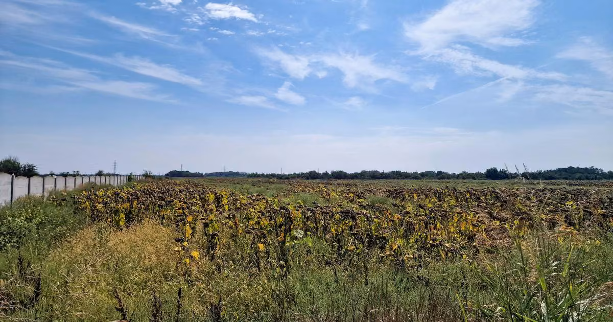 Teren Construcții intravilan de vânzare de 6000 mp, în Săbăreni
