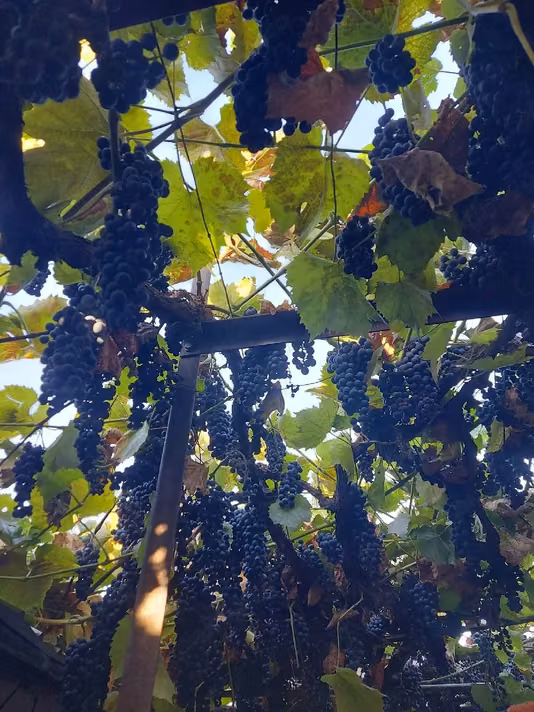 Casă Nartesti
