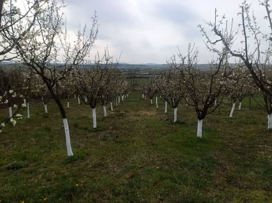 Casă Ghida