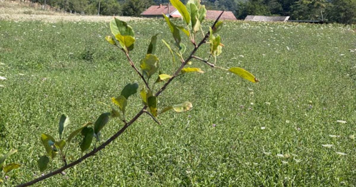 Teren agricol intravilan de vânzare de 3600 mp, în Șopotu Nou