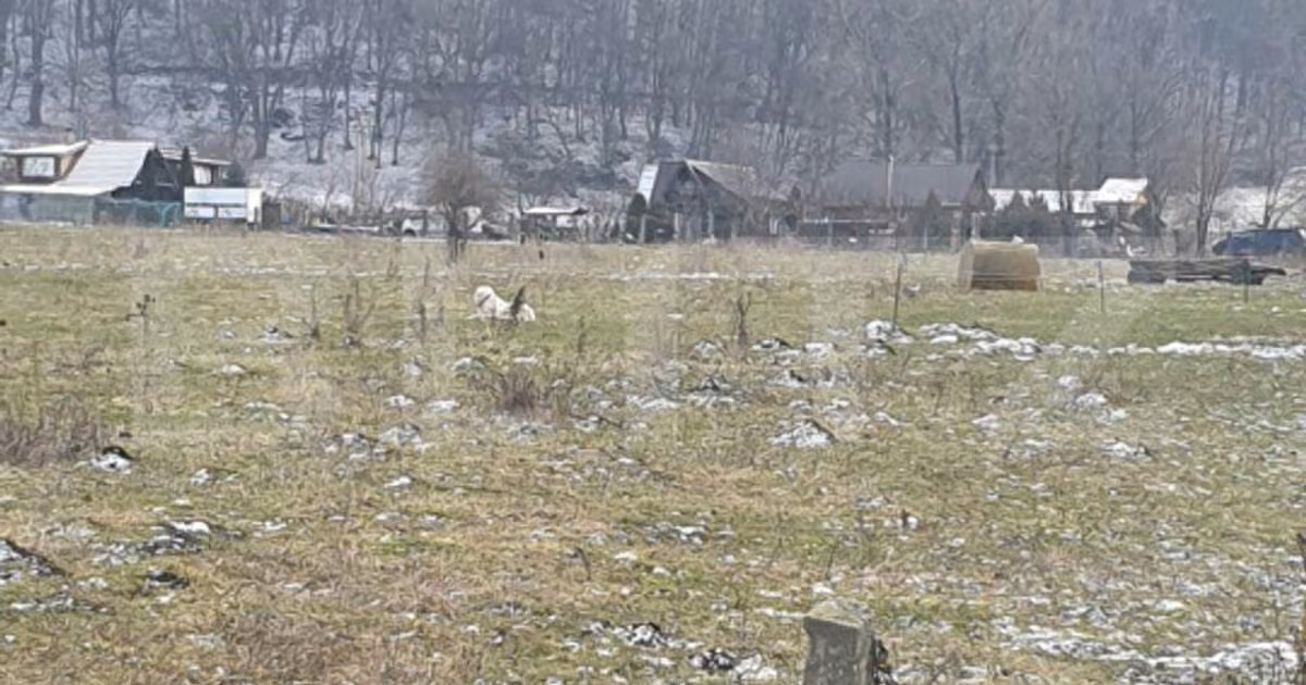 Teren intravilan de vânzare de 5200 mp, în zona Vest, Brașov