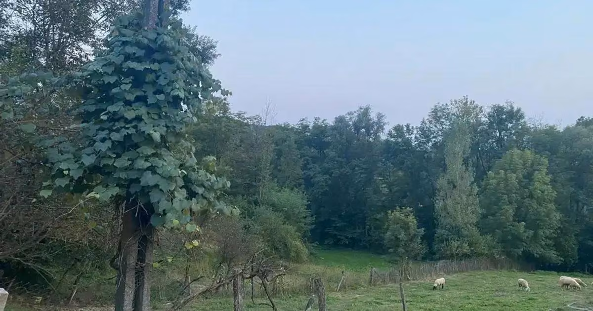 Teren intravilan de vânzare de 1688 mp, în Sultanu