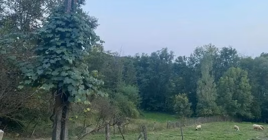 Teren Sultanu
