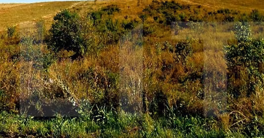 Teren Gheorgheni