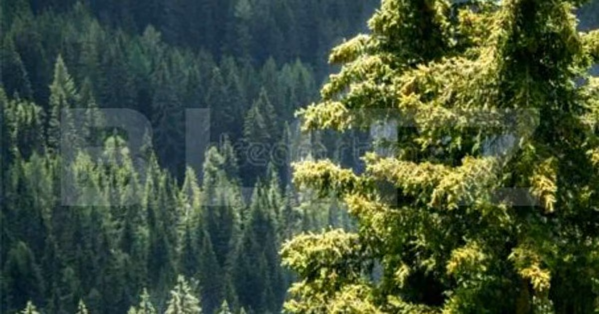 Teren extravilan de vânzare de 3800000 mp, în zona Exterior Sud, Timișoara