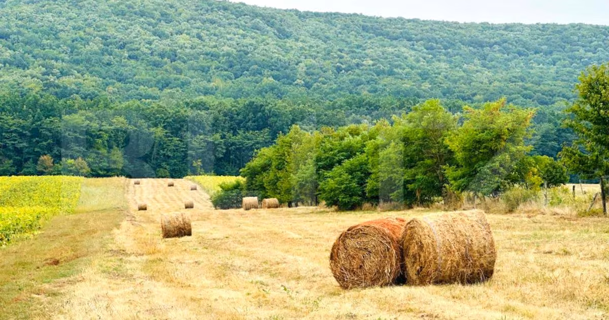 Teren Construcții intravilan de vânzare de 15000 mp, în Poieni