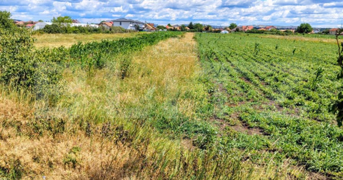 Teren agricol intravilan de vânzare de 2296 mp, în Jucu de Mijloc