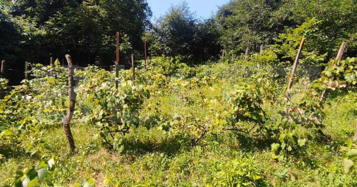 Teren Construcții intravilan de vânzare de 2889 mp, în zona Aleea Tudor Neculai, Iași