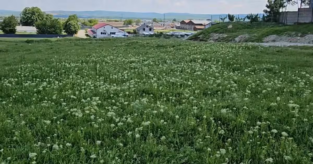 Teren intravilan de vânzare de 3444 mp, în Trifești