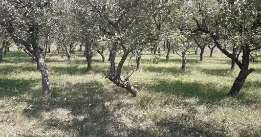 Teren Calea Moldovei