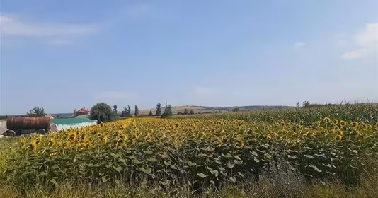 Teren Chiribiș