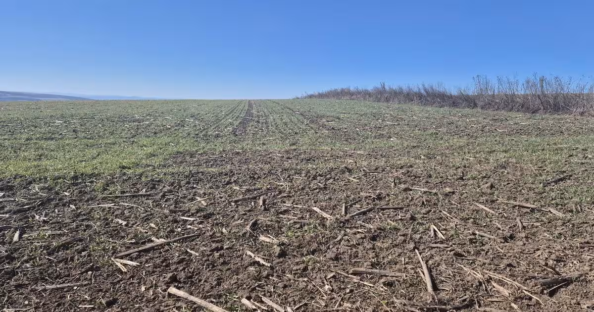 Teren intravilan de vânzare de 6000 mp, în Șcheia
