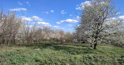 Teren Stăuceni