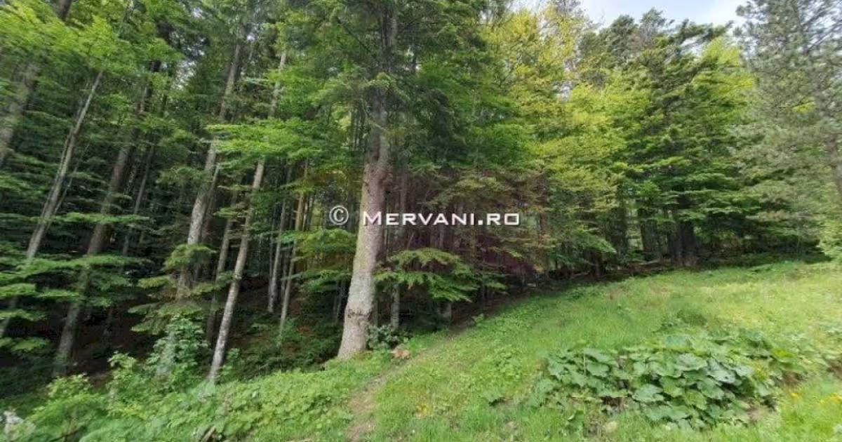 Teren intravilan de vânzare de 2015 mp, în Sinaia