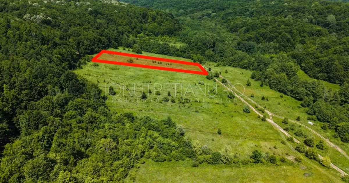 Teren agricol extravilan de vânzare de 5500 mp, în Valea Mare-Podgoria