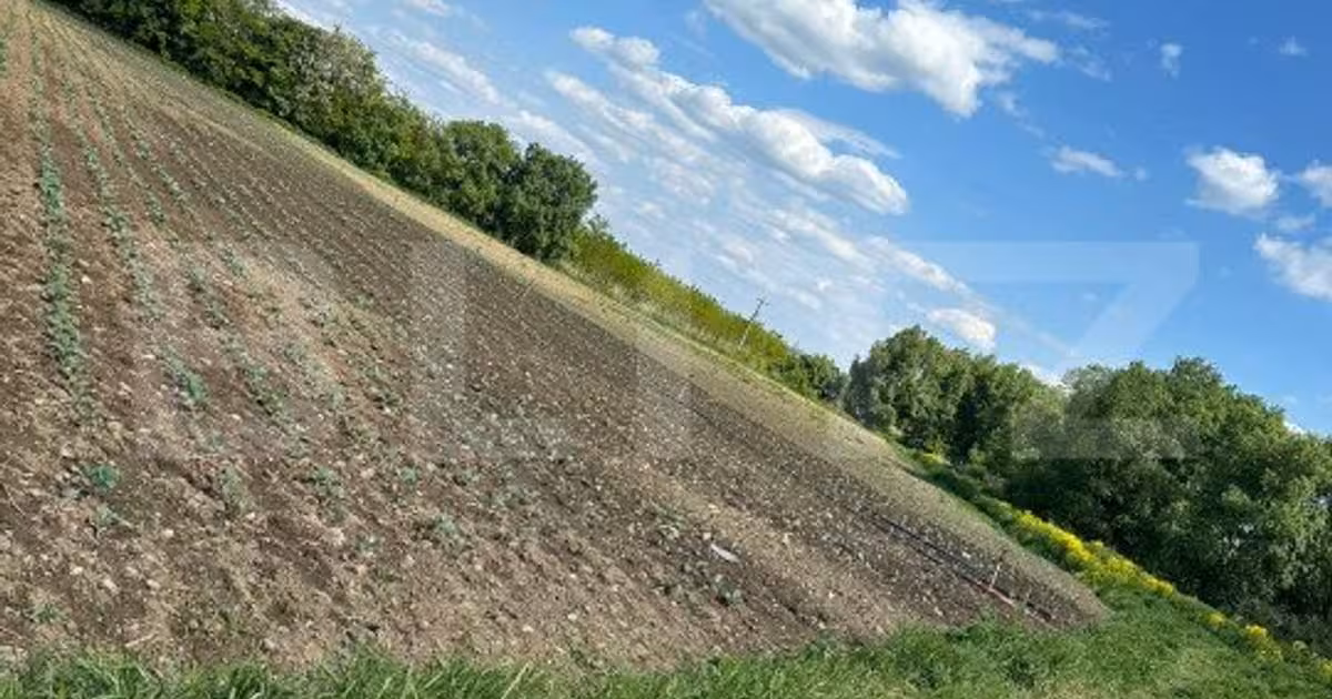 Teren Construcții extravilan de vânzare de 4800 mp, în Rădăuți