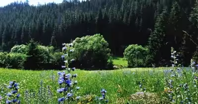 Teren Vărșag