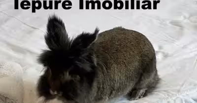 Garsonieră Armeneasca