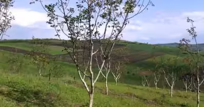 Teren Moneasa