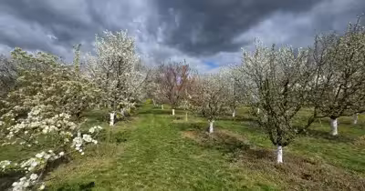 Teren Bârsău