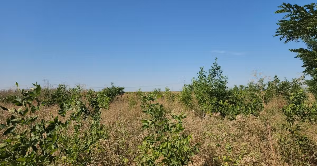 Teren Construcții intravilan de vânzare de 1000 mp, în Pasărea