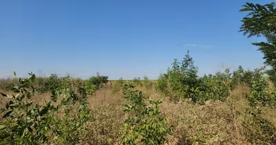 Teren Pasărea