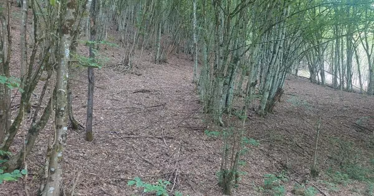 Teren extravilan de vânzare de 2451 mp, în Bulzeștii de Sus