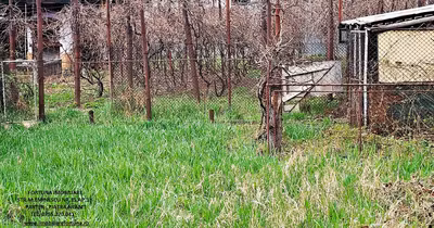 Teren Dărmănești