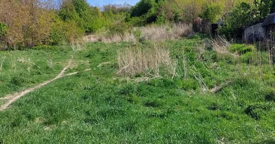 Teren Dărmănești