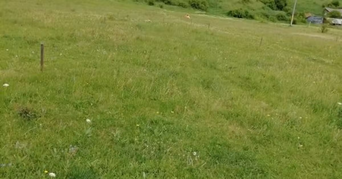 Teren Construcții intravilan de vânzare de 1350 mp, în zona Dărmănești, Piatra-Neamț