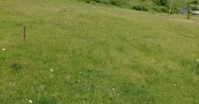 Teren Dărmănești