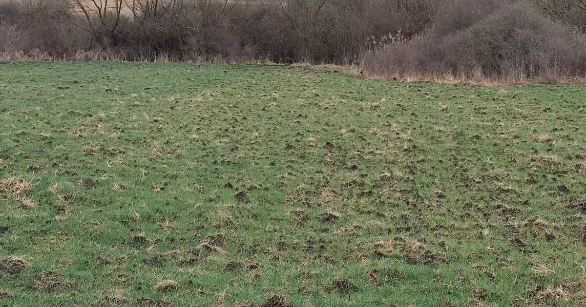 Teren agricol extravilan de vânzare de 1300 mp, în Giula